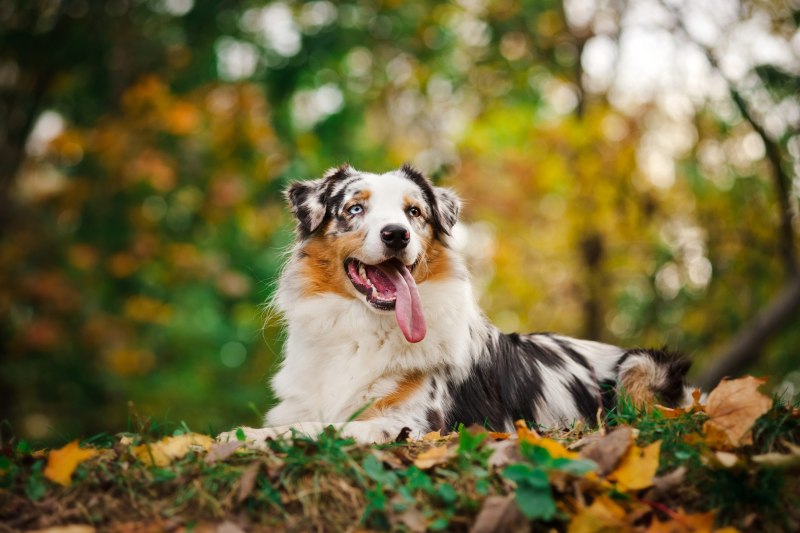 Австралийская овчарка / Australian Shepherd