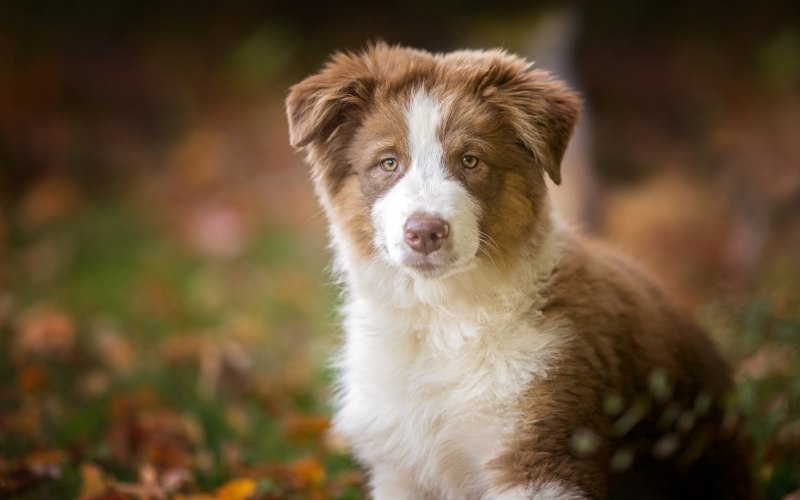 Australian Shepherd собака