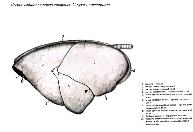 Где находится сердце у свиньи схема