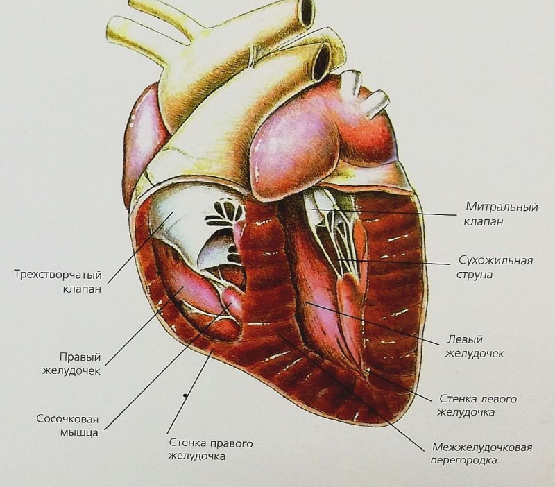 Сердце в разрезе рисунок