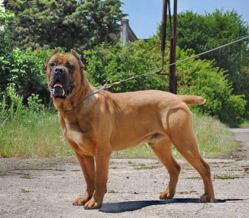 Кане Корсо рыжий