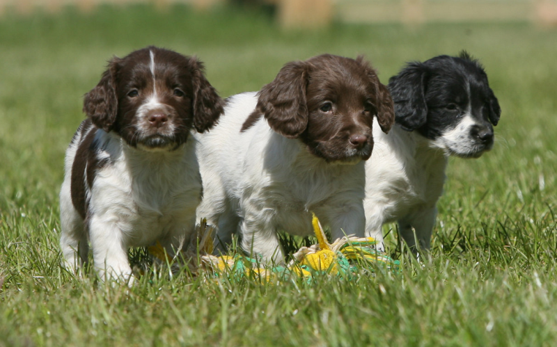 Спаниель Puppy
