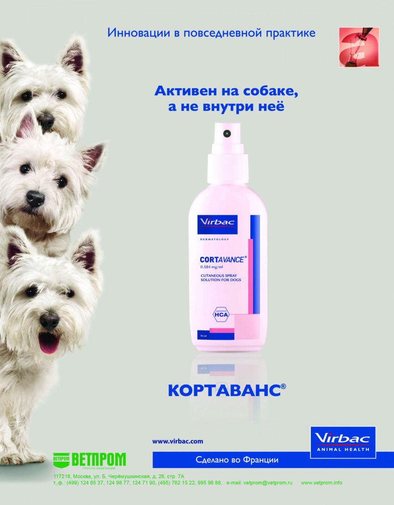 Дерматофитоз (лишай) у собак