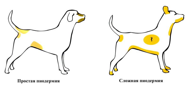 Блошиный дерматит у собак схема
