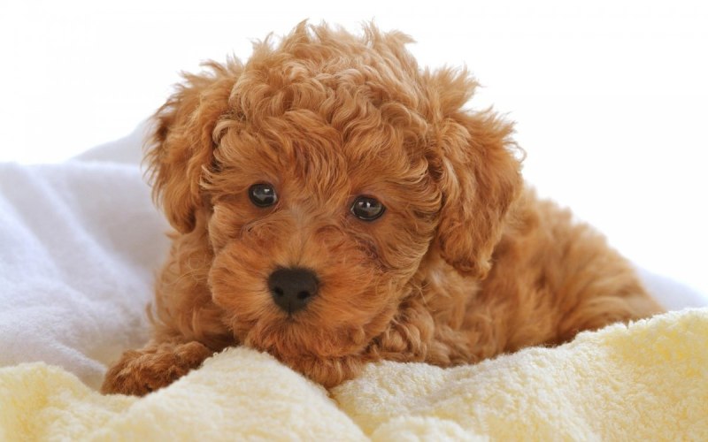 Poodle on Sofa