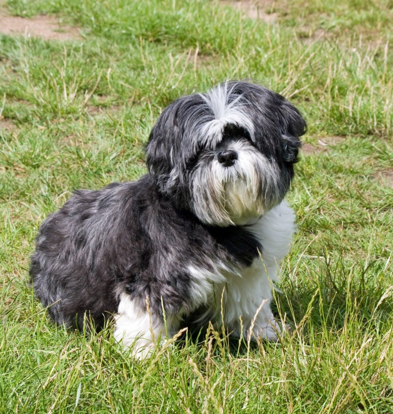 Aussiedoodle порода