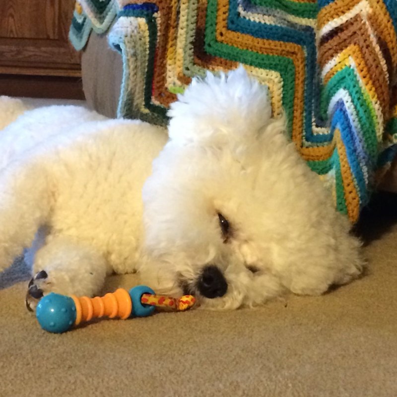 Domestication of the Dog