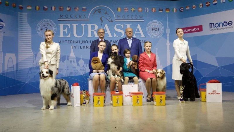 Юный хендлер Евразия 2019