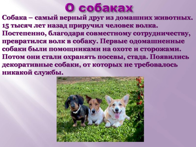 Рассказ о собаке
