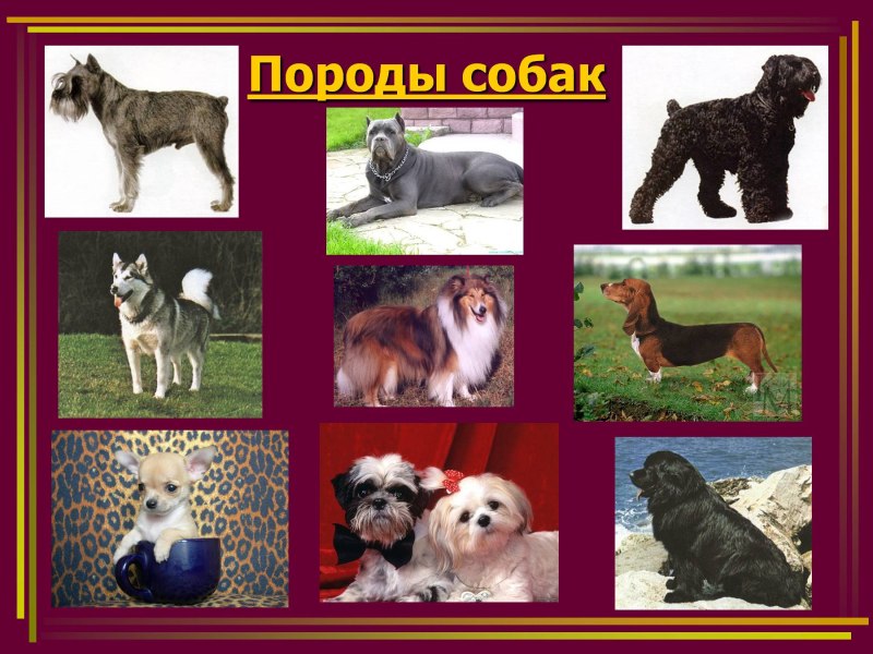 Породы собак слайд