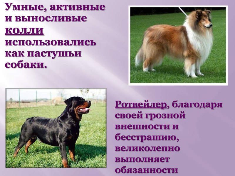 Породы собак доклад