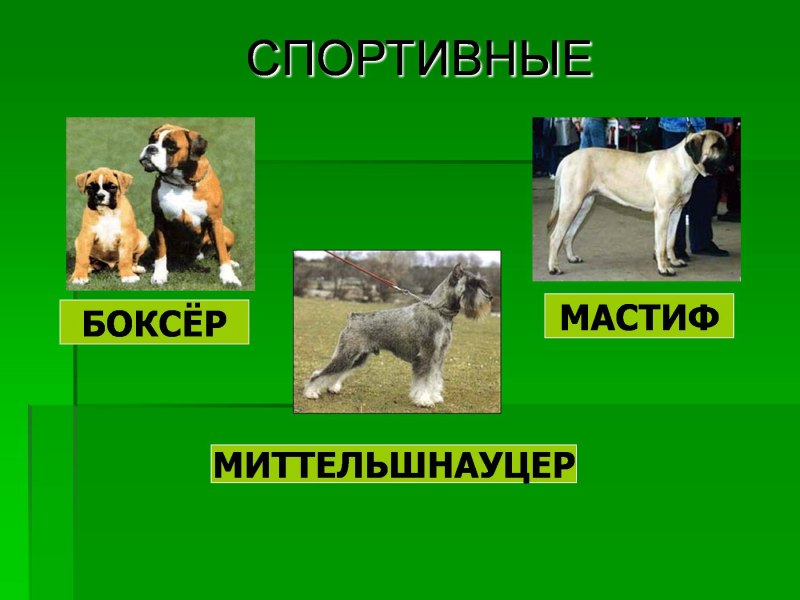 Презентация на тему собаки и кошки