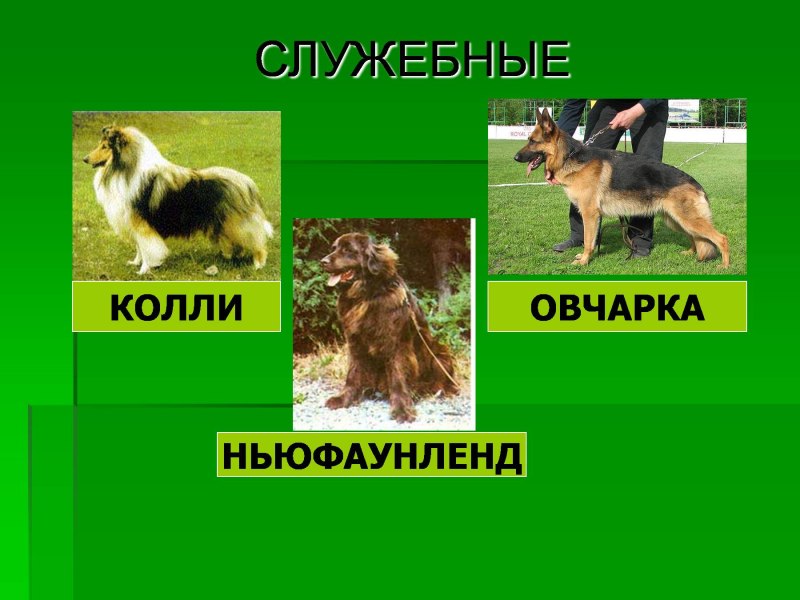 Про кошек и собак 2 класс