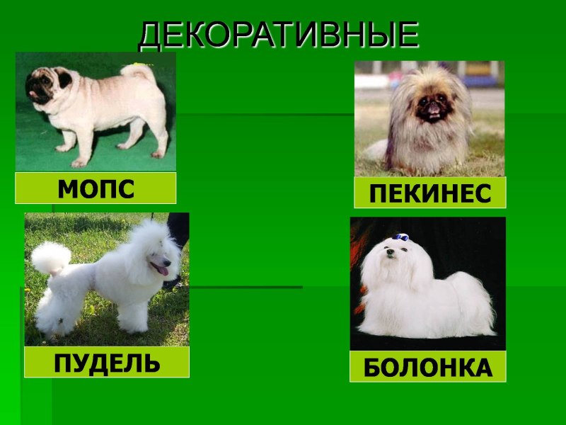 Про кошек и собак 2 класс