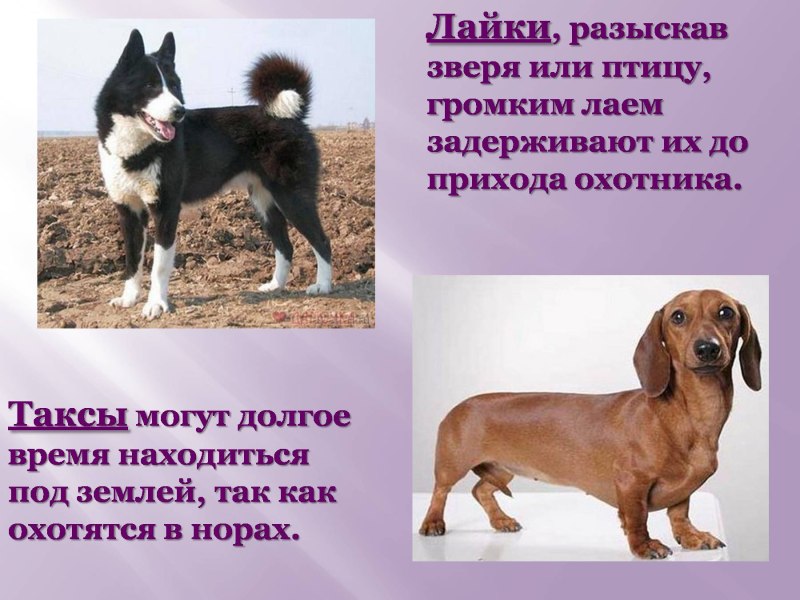 Презентация на тему собаки