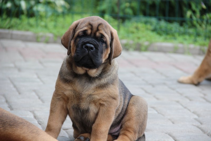 Альпийский мастиф (Alpine Mastiff)