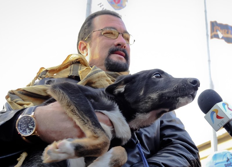Корги пастушья собака