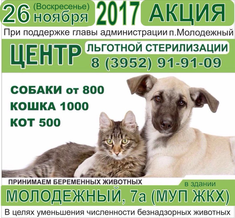 Стерилизация собаки до и после