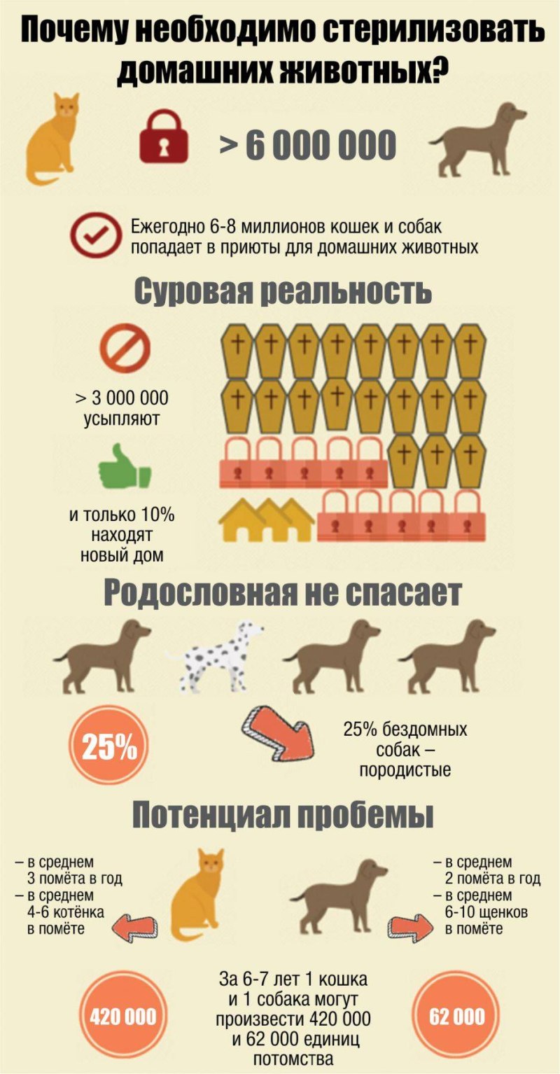 Стерилизация собак фото