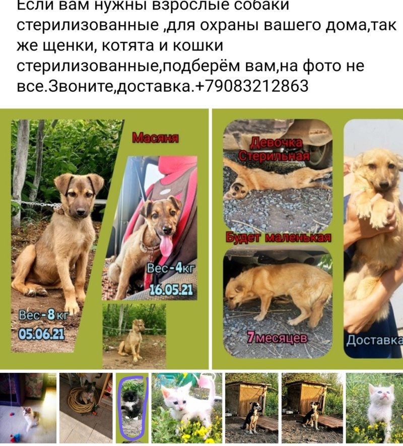 Научные исследования в ветеринарии