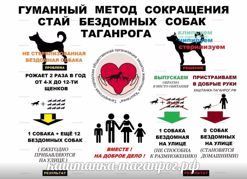 Соски у беременных собак