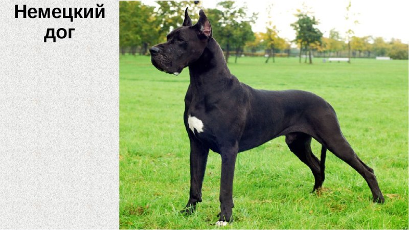 Датский дог Скуби Ду