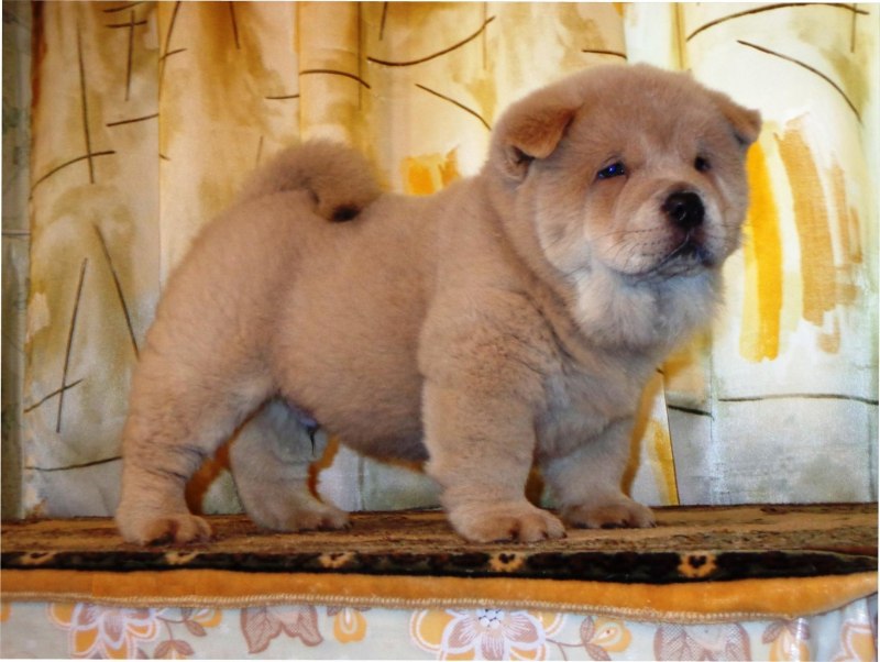 Чау чау и кот