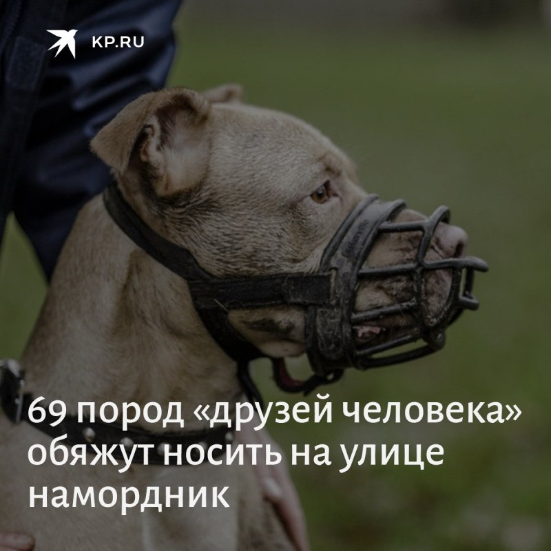 Намордник для собак