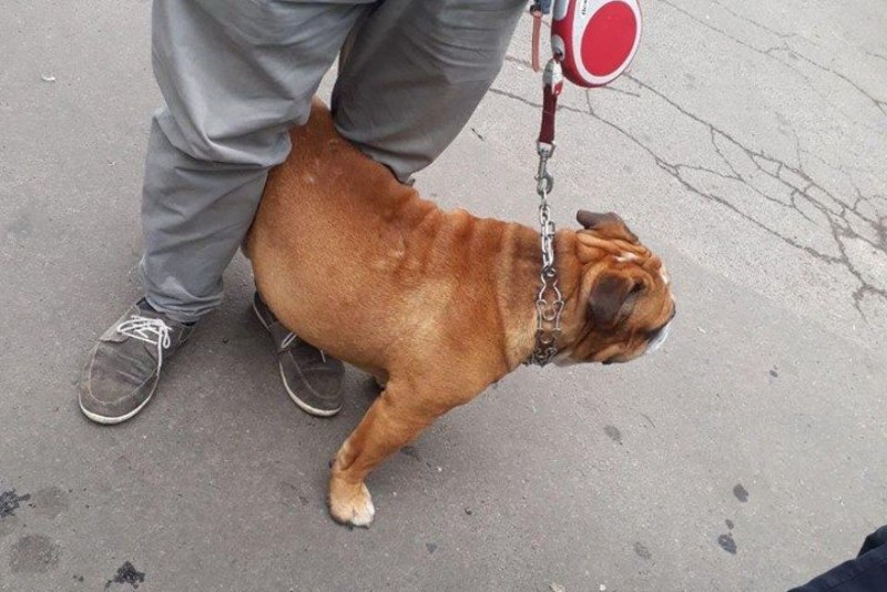 Правила выгула собак