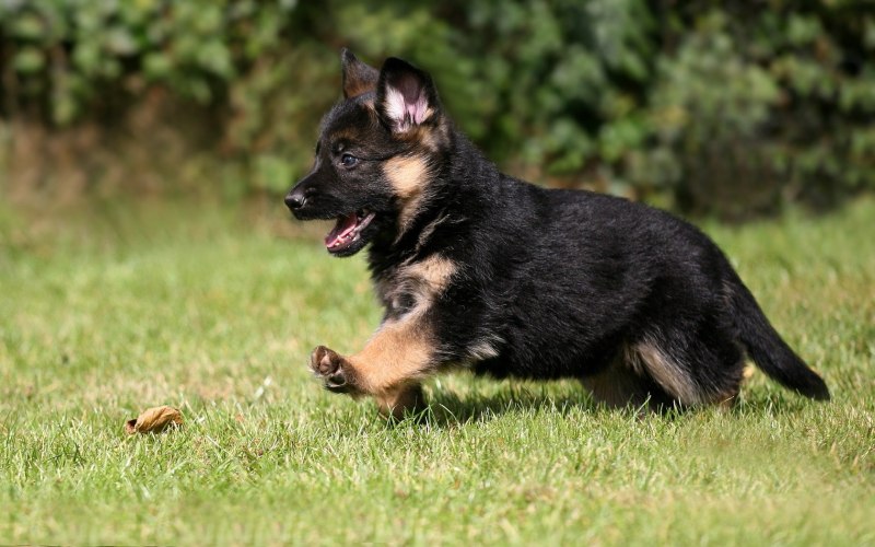 German Shepherd немецкая овчарка