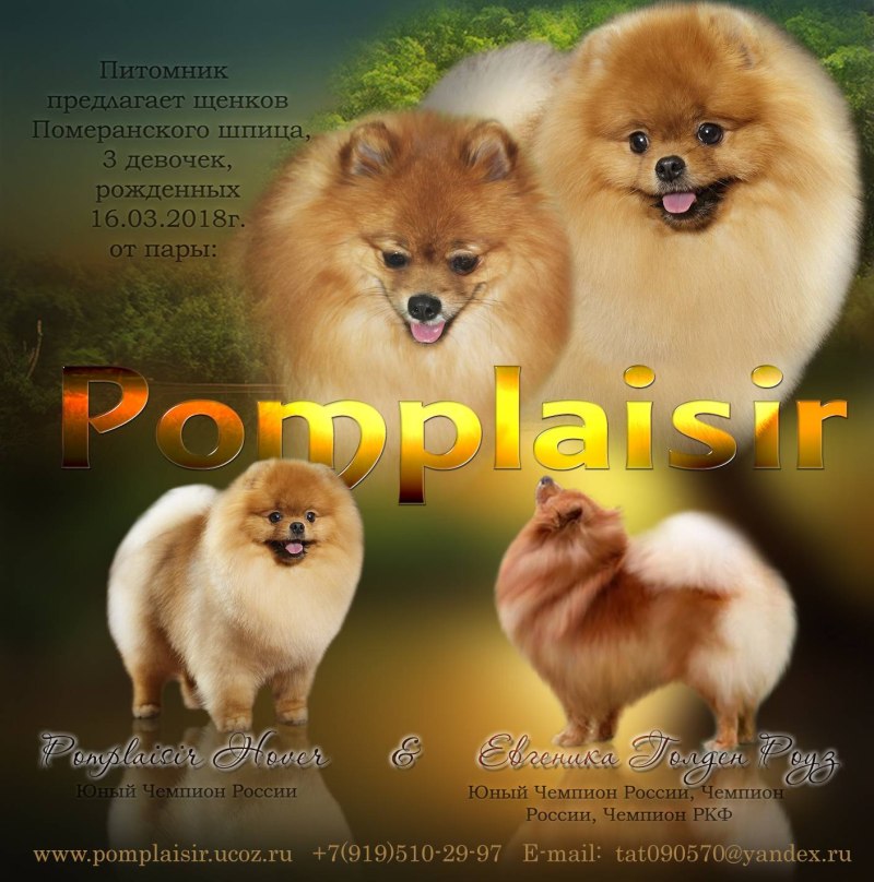 Шпиц собака фото разновидности