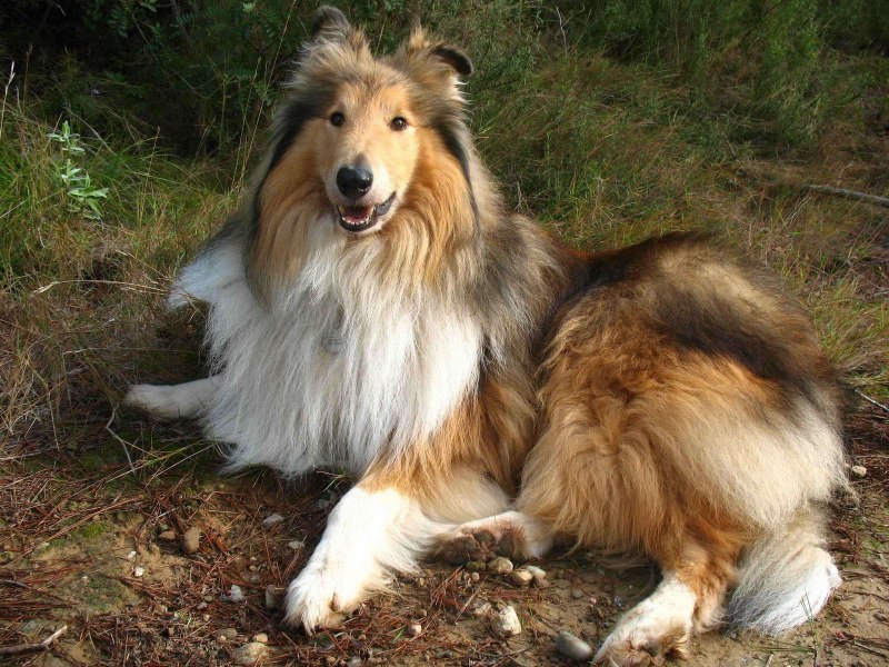 Шотландская колли