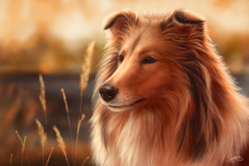 Шотландская колли Лесси