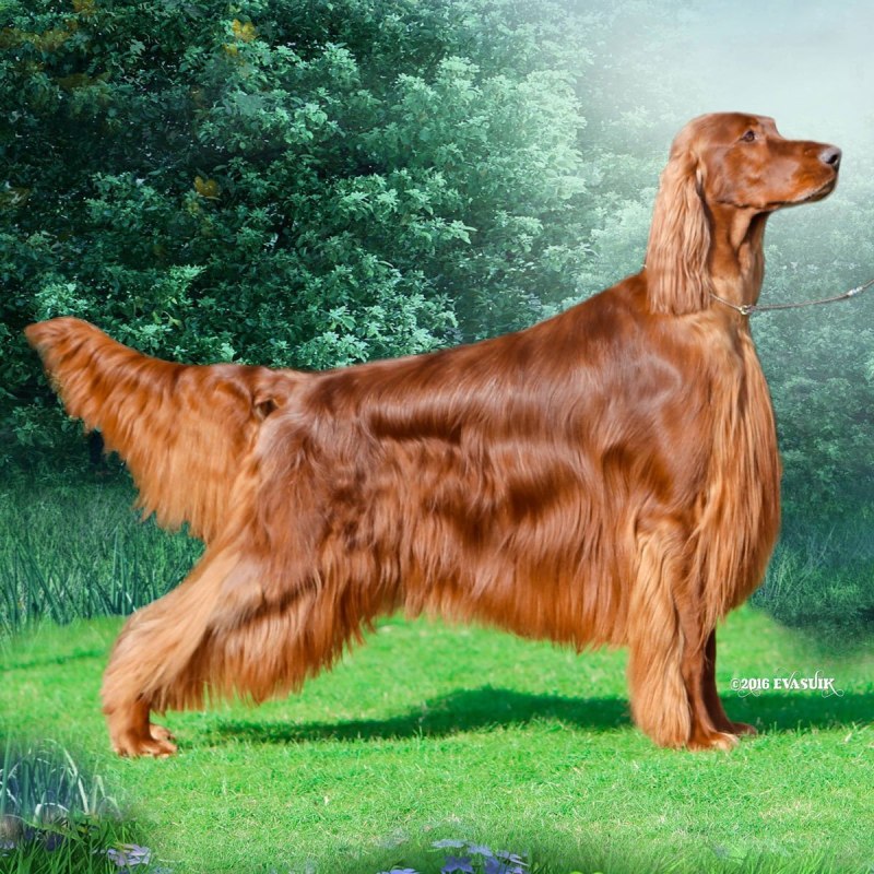 Ирландский сеттер