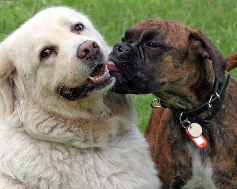 Собака Kiss