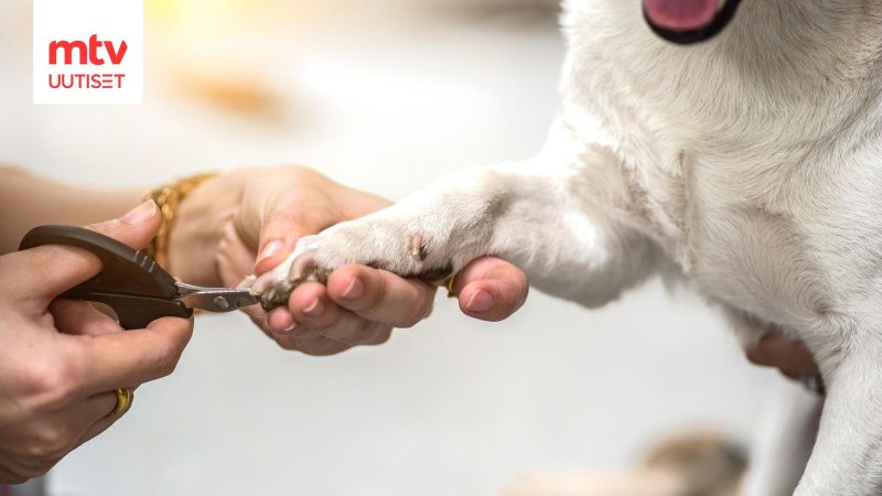 Триммер для когтей / Dog Nail Clipper