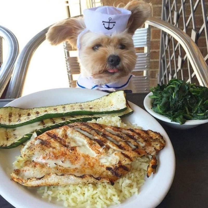 Собачий обед