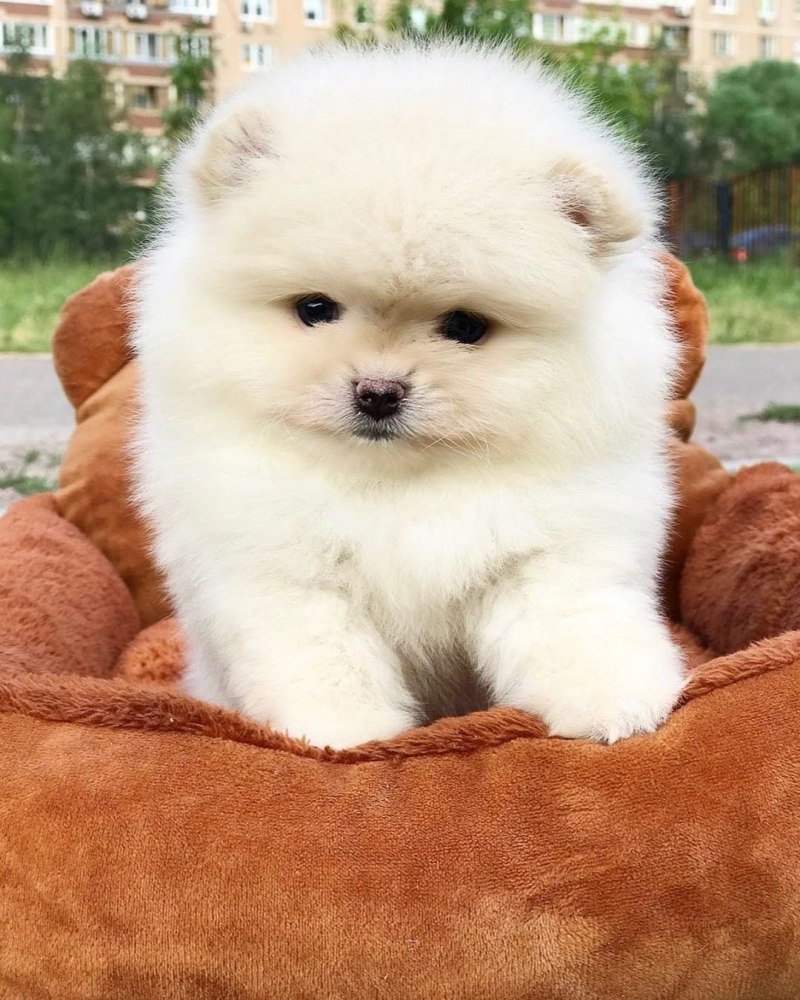 Собака померанский шпиц