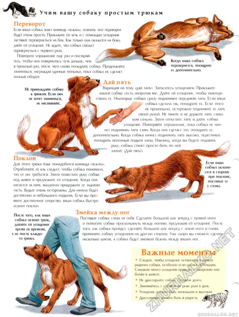 Как научить собаку командам щенка