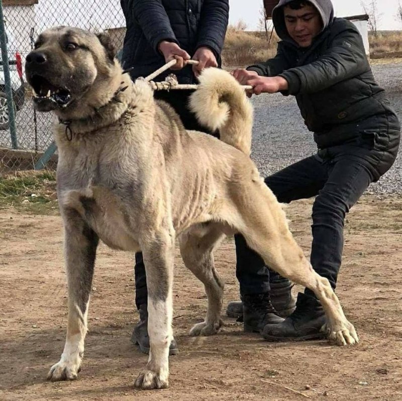 Сивас кангал собака