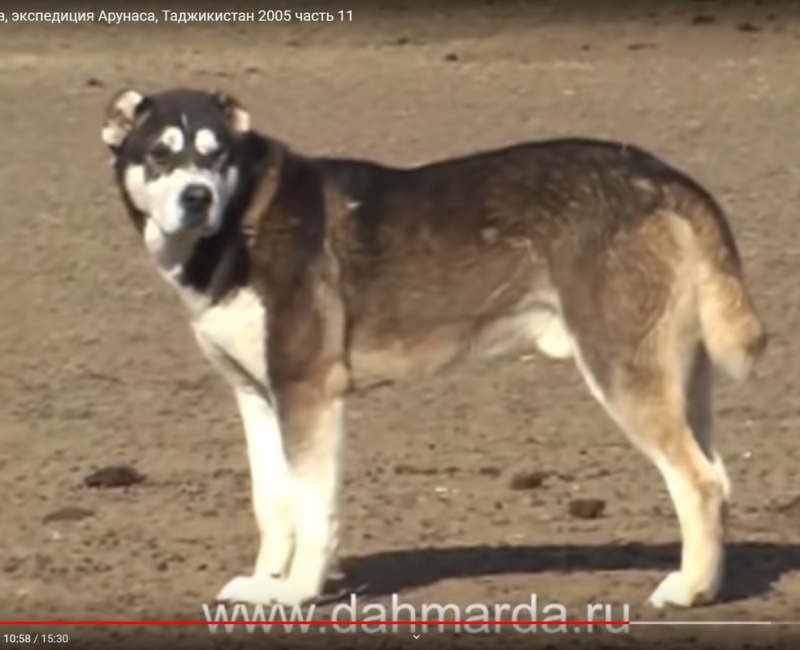 Аборигенные собаки Таджикистана