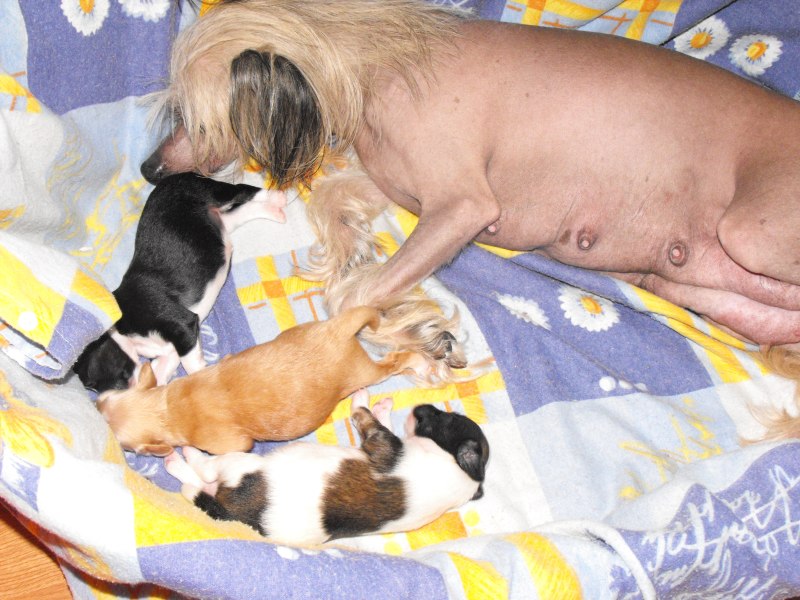 Chinese Crested новорождённые