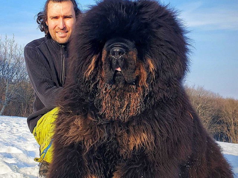 Тибетский мастиф взрослый с человеком