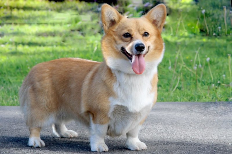 Шотландский корги