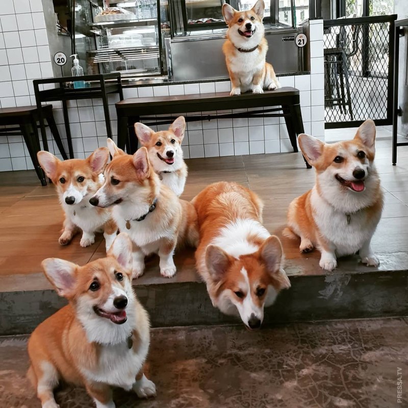 Кафе корги в Бангкоке