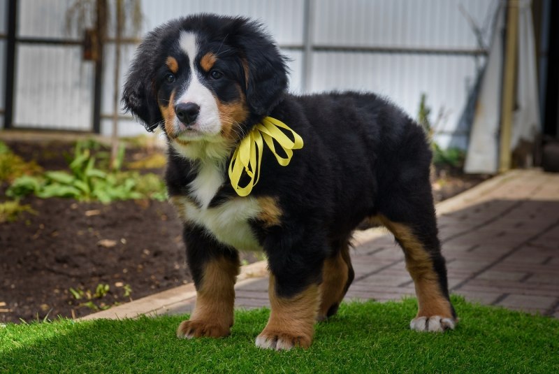 Berner Sennenhund порода