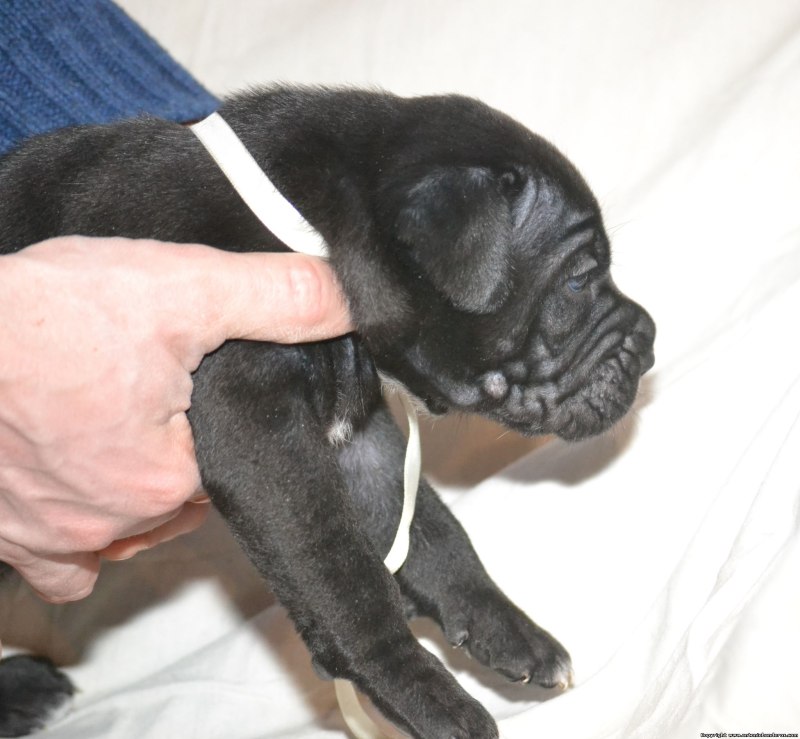 Cane Corso оскал