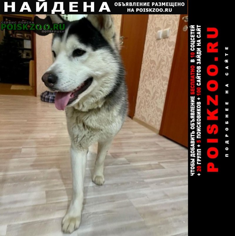 Сибирский хаски черный