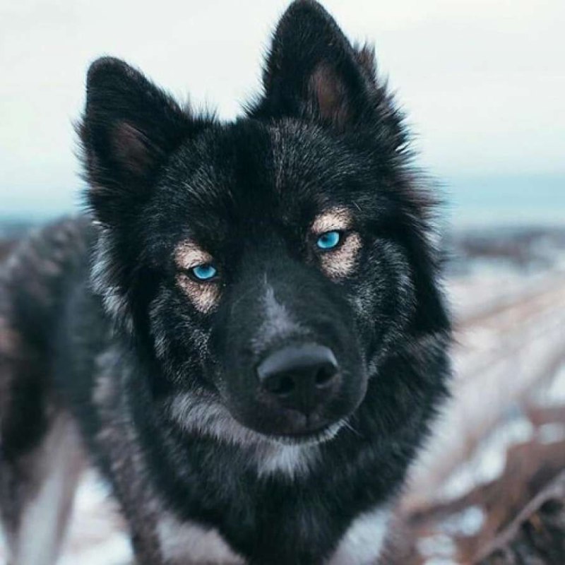 Черно белая собака