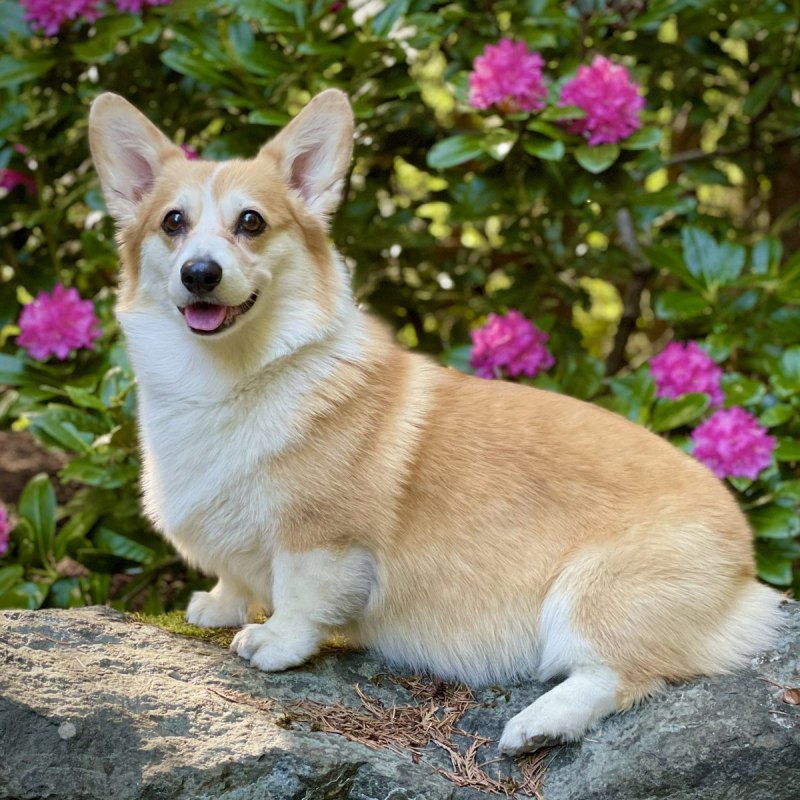 Corgi smile
